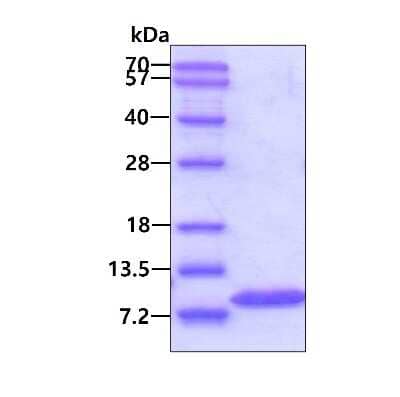 SDS-Page: Recombinant Human Glutaredoxin 1/GLRX1 Protein [NBC1-22929] - 3ug by SDS-PAGE under reducing condition and visualized by coomassie blue stain.